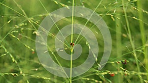 Lady bird on green leave.