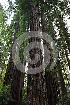 Lady Bird Johnson Grove of redwood trees, Redwood National Park, California, USA