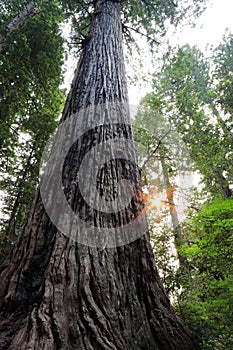 Lady Bird Johnson Grove of redwood trees, Redwood National Park, California, USA