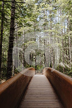 Lady Bird Johnson Grove Trail Bridge in California Redwood State Park with Sunray
