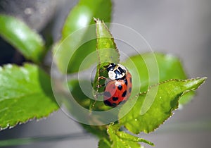 Lady bird on a leaf