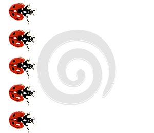 Lady Bird In A Row