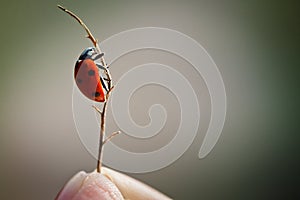 Lady bird on a Stick