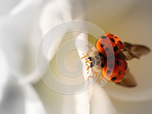 Lady Bird on a white flower