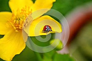 Lady Bird on yellow bloom