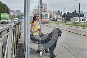 Lady with briard waits for tram on street.