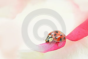 Lady bug is crawling on petal closed up