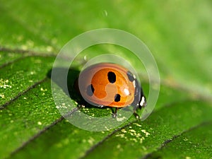 Lady bug