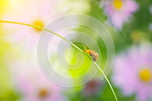 Lady Bug on the grass