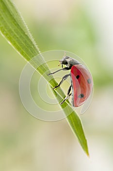 Lady Bug