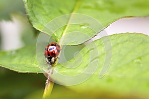 Lady Bug