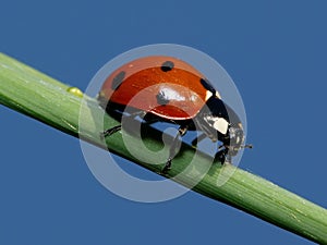 Lady bug