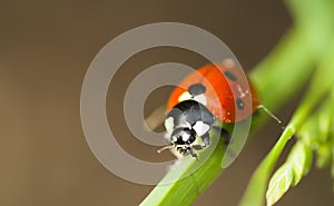 Lady bug