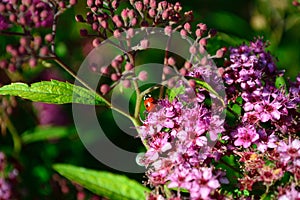 Lady bug on anthony waterer spirea bumalda pink flowering bush horizontal