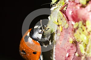 Lady bug attacking aphids