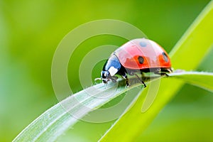 Lady Bug photo