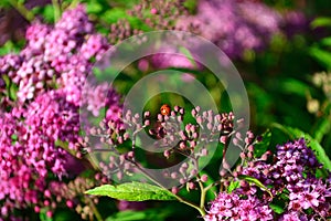 Lady bug on buds of anthony waterer spirea bumalda pink flowering bush horizontal photo