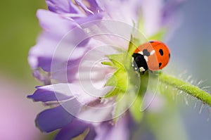 Lady Bug Close-Up