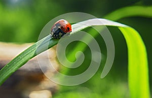 Lady bug is crawling down grass