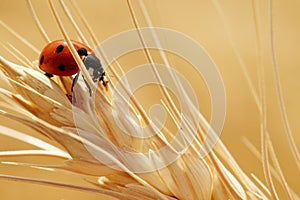 A lady bug crawling on a ripe stalk of wheat