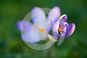 Lady bug on Crocus flower, spring background