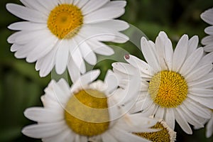 Lady bug on a daisy
