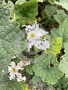 Lady bug eating green leaf