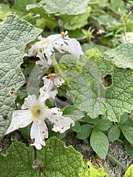 Lady bug eating green leaf
