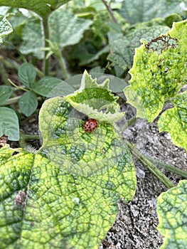 Lady bug eating green leaf