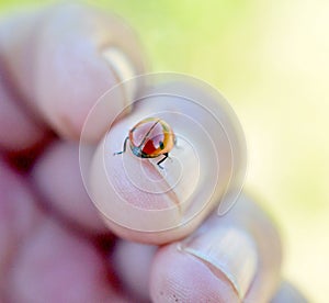 lady bug on a finger  close up image