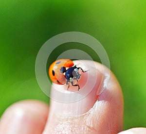 lady bug on a finger close up image