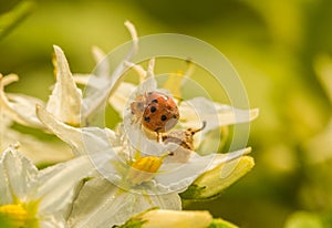 Lady bug on the flower