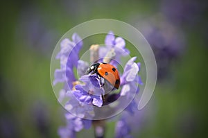 Lady bug on flower