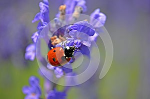 Lady bug on flower
