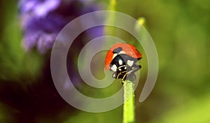 Lady bug on flower