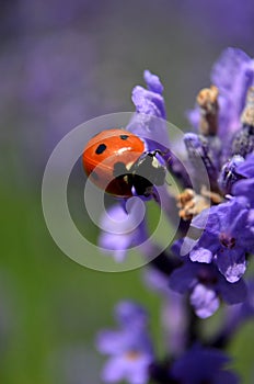 Lady bug on flower