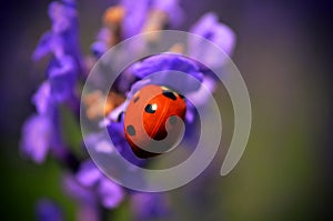 Lady bug on flower