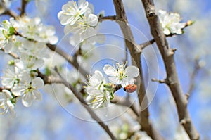 lady bug on flowering branch