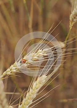 Lady bug on wheat
