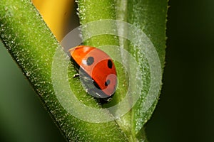 Lady-bug on grass