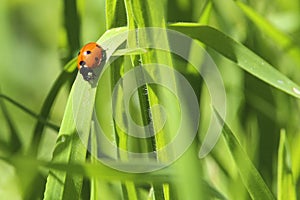 Lady Bug In The Grass