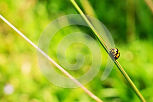 Lady Bug on Grass Stem