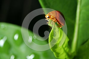 Lady bug on green leaf
