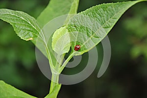 Lady Bug on Green Leaf