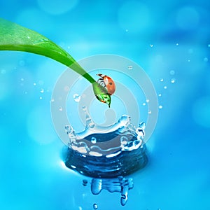 Lady bug on green leaf and water