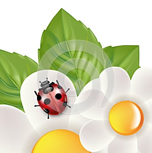 Lady bug isolated on white