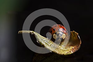 Lady Bug on Leaf on Black Background