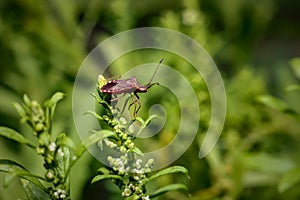 Lady bug on a leaf. Green leaf-eating insects