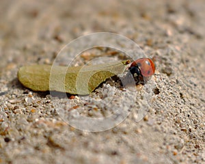 Lady Bug leaf