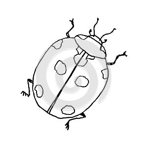 Lady bug. Line art doodle sketch. Black outline on white background. Vector illustration.